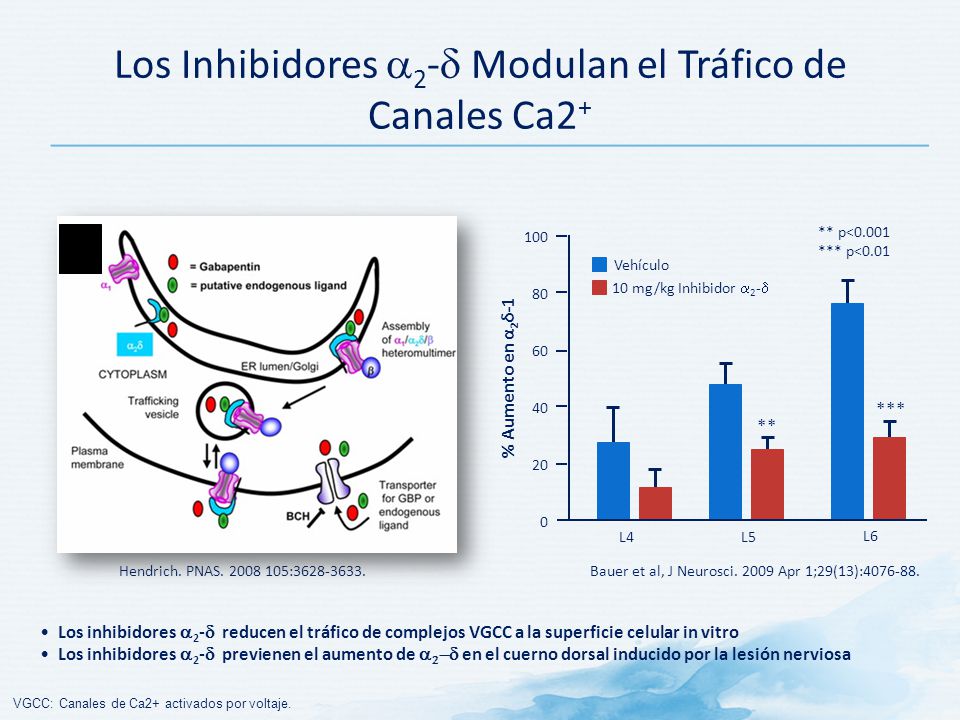 Los Inhibidores 2- Modulan el Tráfico de Canales Ca2+