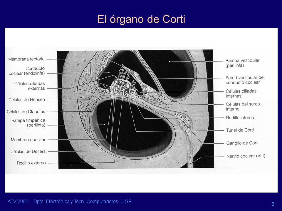 El órgano de Corti ATV 2002 – Dpto. Electrónica y Tecn. Computadores - UGR