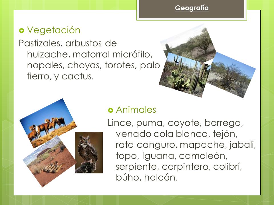 Geografía Vegetación. Pastizales, arbustos de huizache, matorral micrófilo, nopales, choyas, torotes, palo fierro, y cactus.