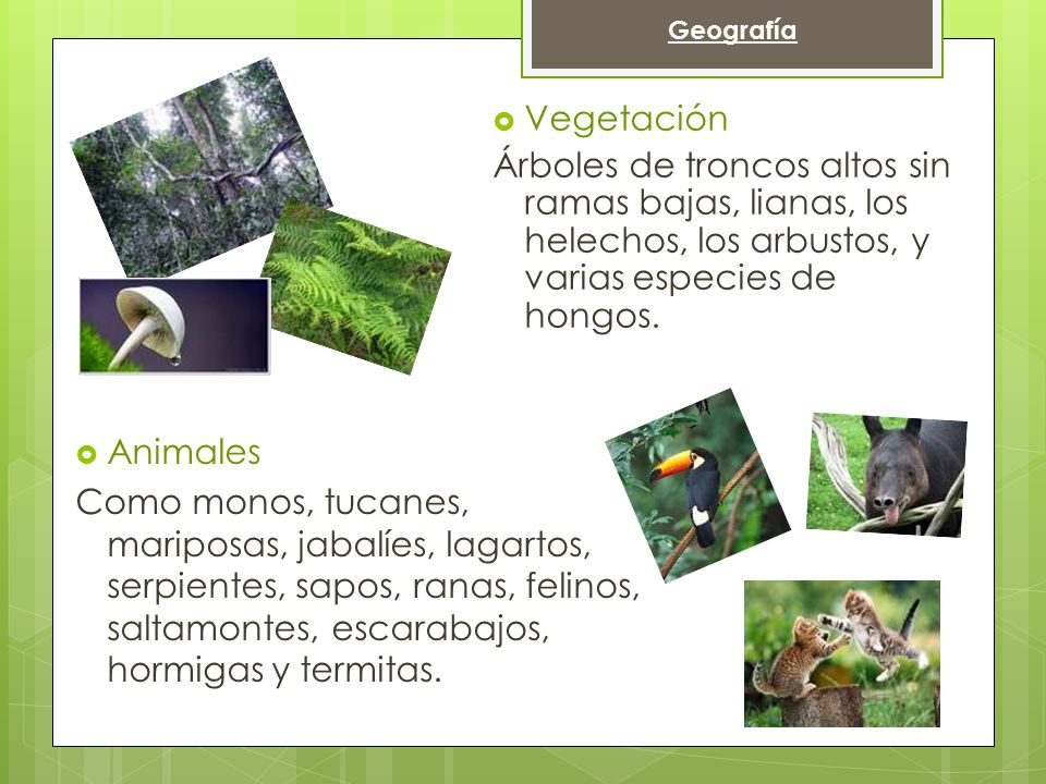 Geografía Vegetación. Árboles de troncos altos sin ramas bajas, lianas, los helechos, los arbustos, y varias especies de hongos.