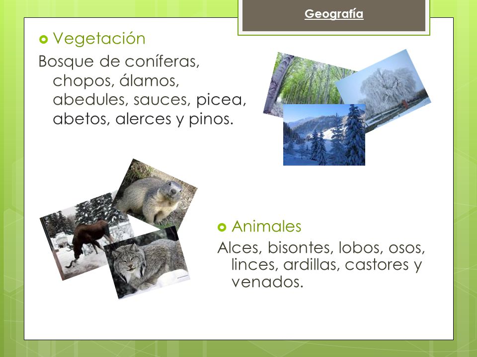 Alces, bisontes, lobos, osos, linces, ardillas, castores y venados.