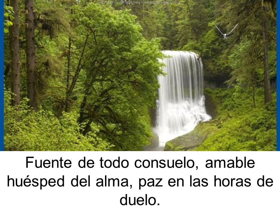 Fuente de todo consuelo, amable huésped del alma, paz en las horas de duelo.