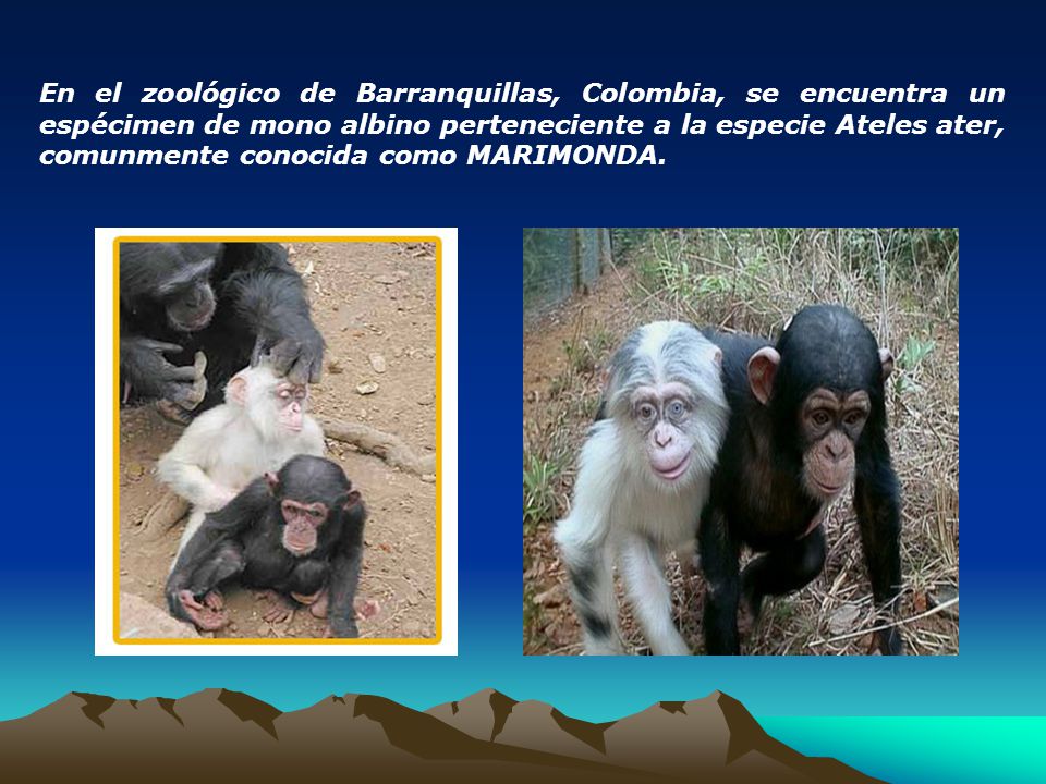 En el zoológico de Barranquillas, Colombia, se encuentra un espécimen de mono albino perteneciente a la especie Ateles ater, comunmente conocida como MARIMONDA.