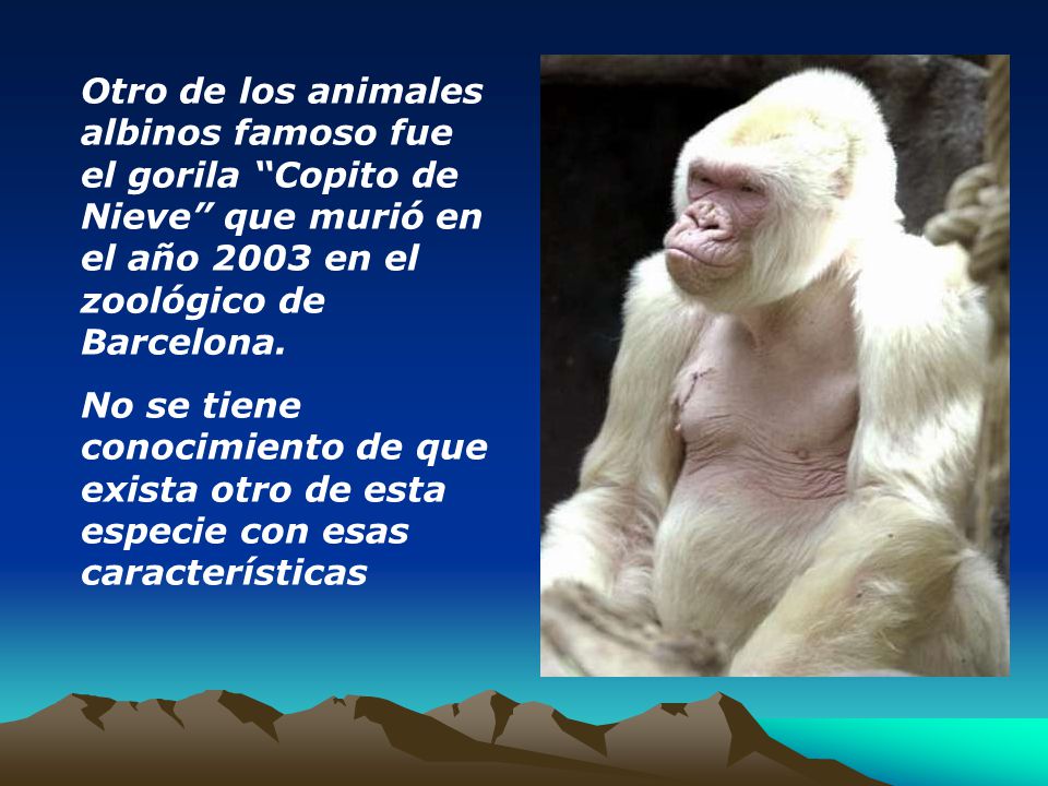 Otro de los animales albinos famoso fue el gorila Copito de Nieve que murió en el año 2003 en el zoológico de Barcelona.