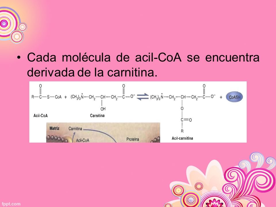 Cada molécula de acil-CoA se encuentra derivada de la carnitina.