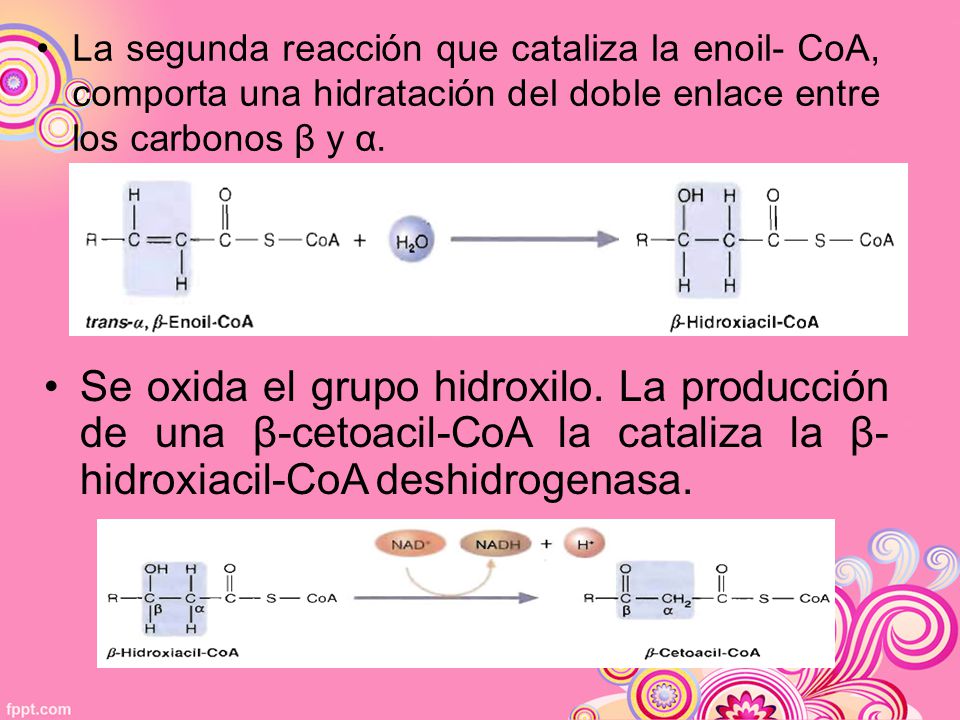 La segunda reacción que cataliza la enoil- CoA, comporta una hidratación del doble enlace entre los carbonos β y α.