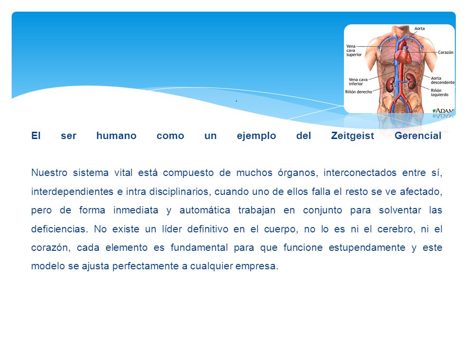 El ser humano como un ejemplo del Zeitgeist Gerencial Nuestro sistema vital está compuesto de muchos órganos, interconectados entre sí, interdependientes e intra disciplinarios, cuando uno de ellos falla el resto se ve afectado, pero de forma inmediata y automática trabajan en conjunto para solventar las deficiencias.