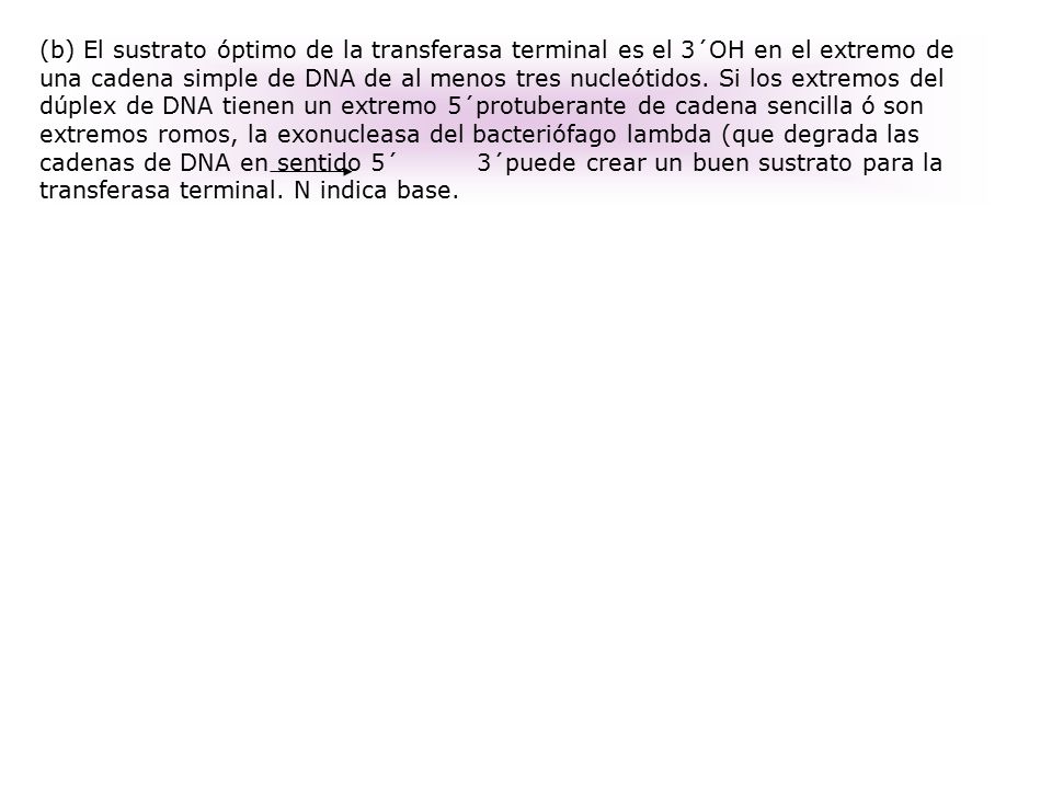 (b) El sustrato óptimo de la transferasa terminal es el 3´OH en el extremo de una cadena simple de DNA de al menos tres nucleótidos.