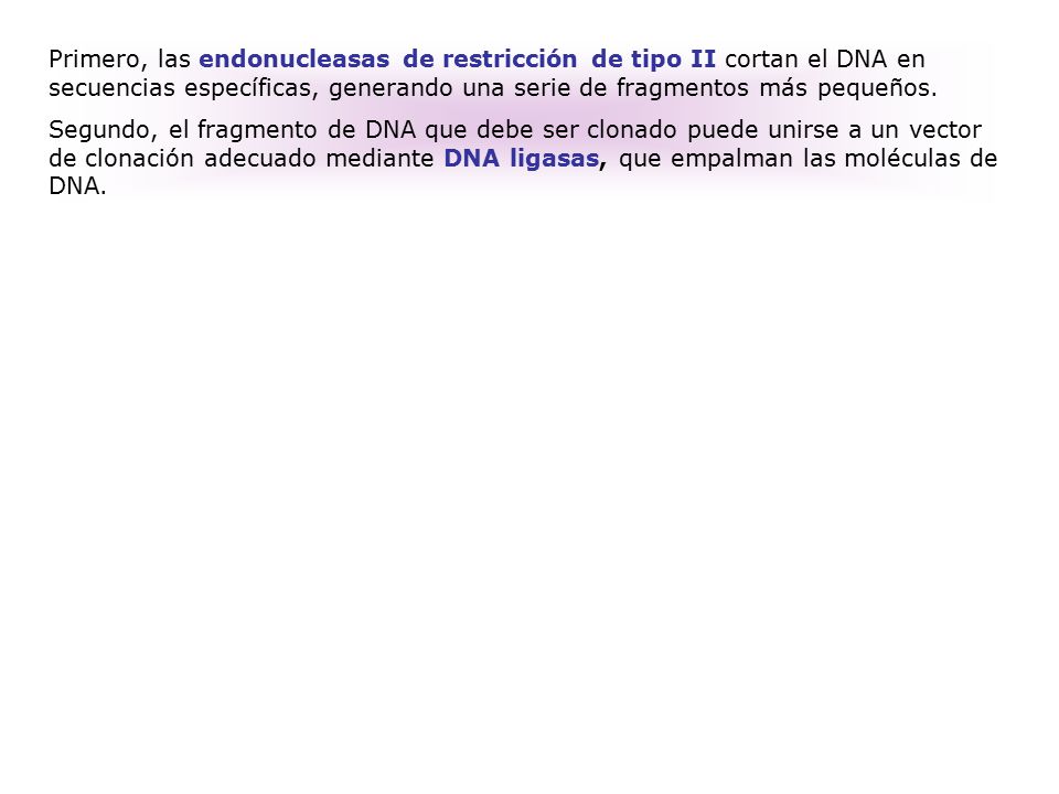 Primero, las endonucleasas de restricción de tipo II cortan el DNA en secuencias específicas, generando una serie de fragmentos más pequeños.