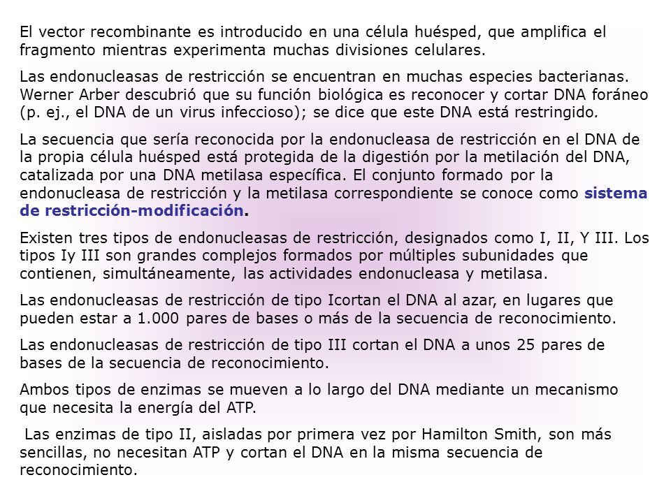 El vector recombinante es introducido en una célula huésped, que amplifica el fragmento mientras experimenta muchas divisiones celulares.