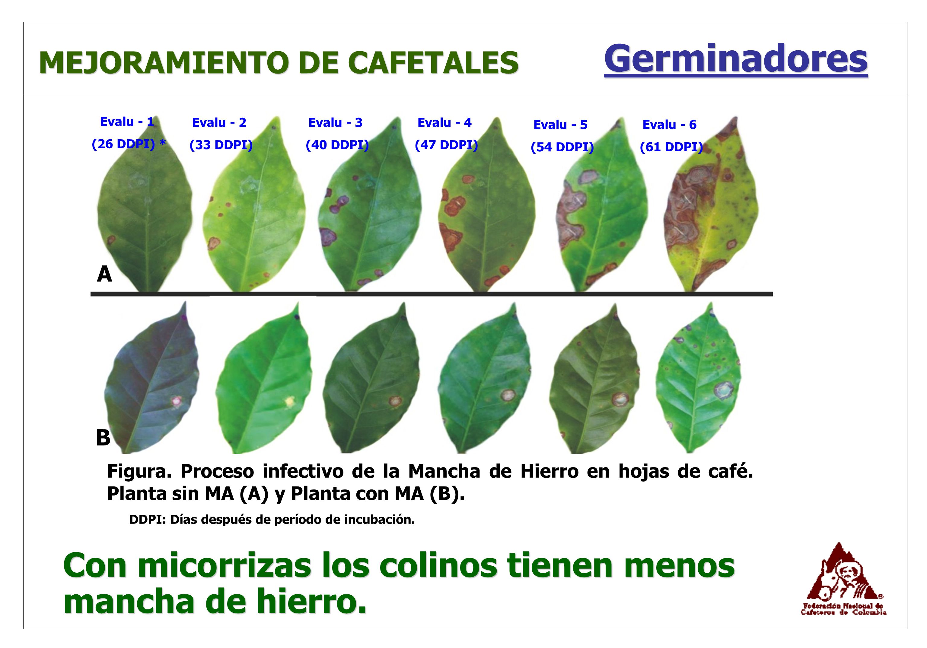 Germinadores Con micorrizas los colinos tienen menos mancha de hierro.