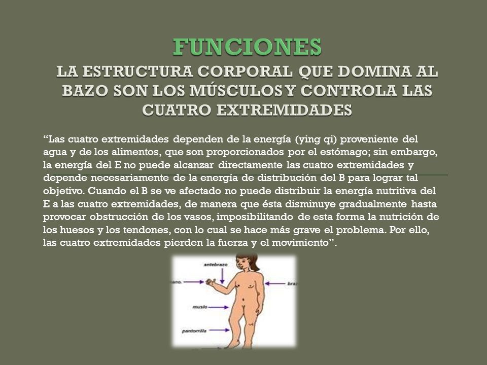 FUNCIONES LA ESTRUCTURA CORPORAL QUE DOMINA AL BAZO SON LOS MÚSCULOS Y CONTROLA LAS CUATRO EXTREMIDADES
