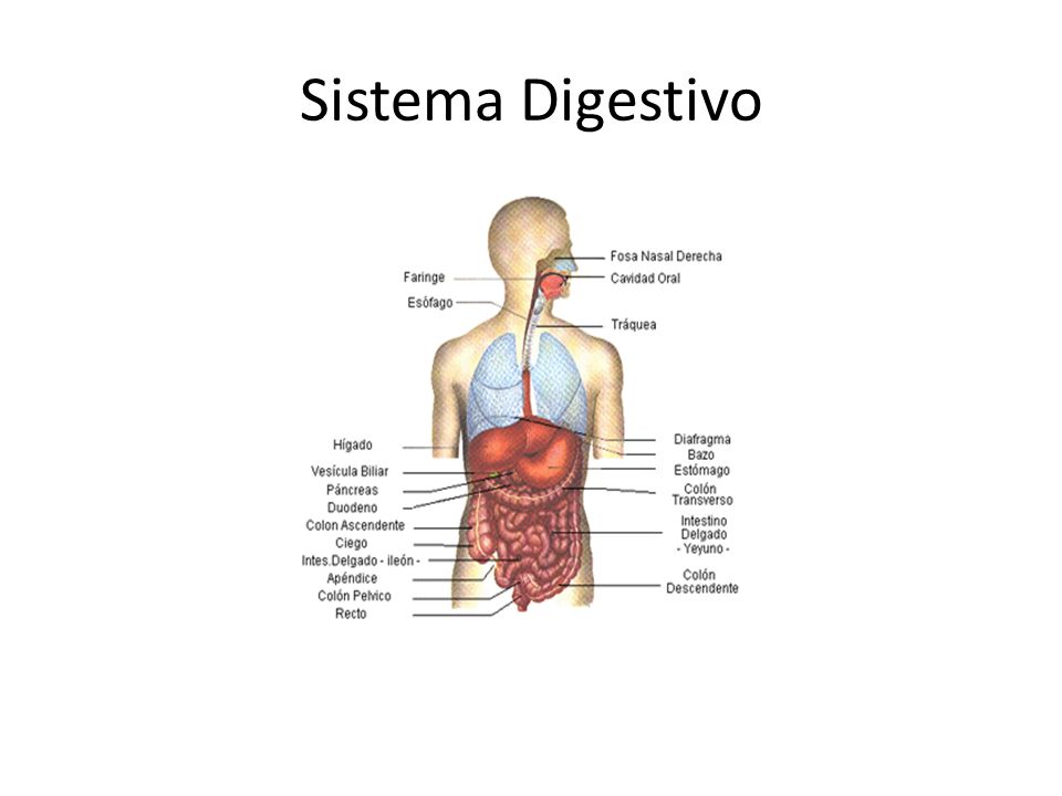 Sistema Digestivo