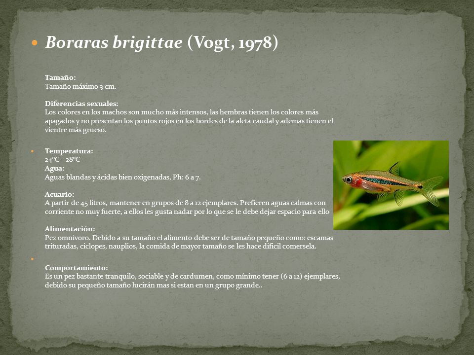 Boraras brigittae (Vogt, 1978) Tamaño: Tamaño máximo 3 cm