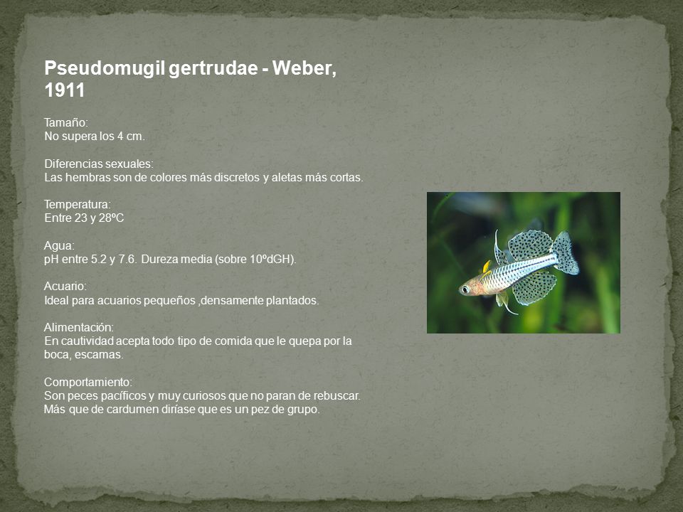 Pseudomugil gertrudae - Weber, 1911