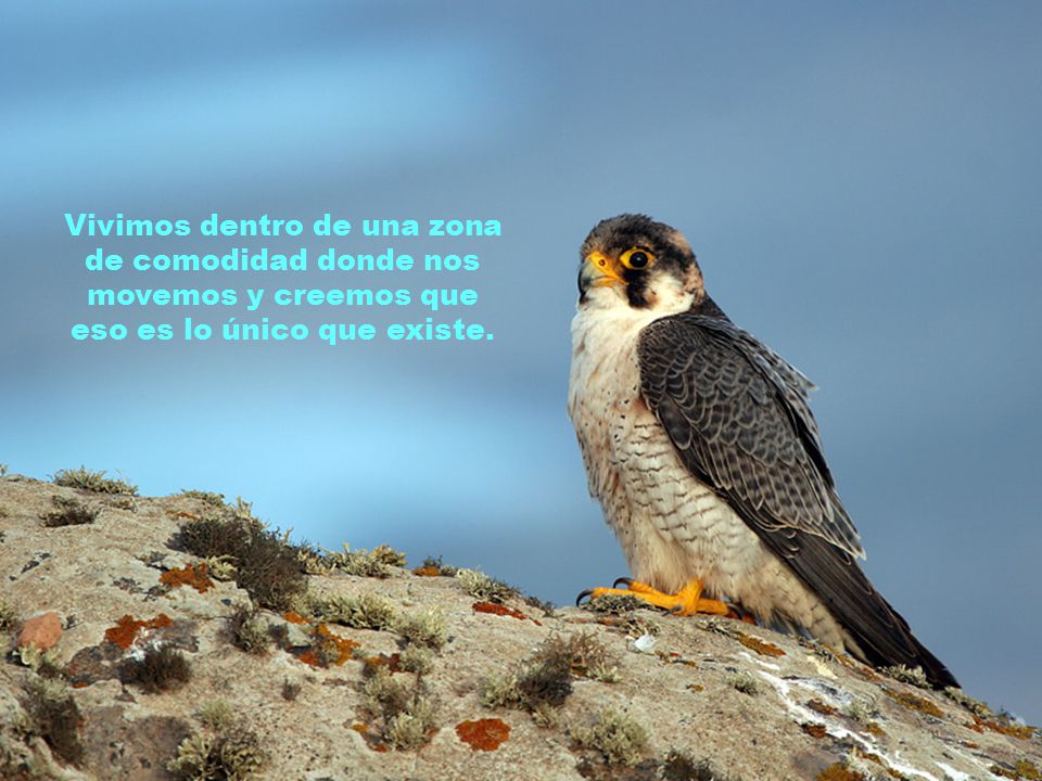Vivimos dentro de una zona de comodidad donde nos movemos y creemos que eso es lo único que existe.
