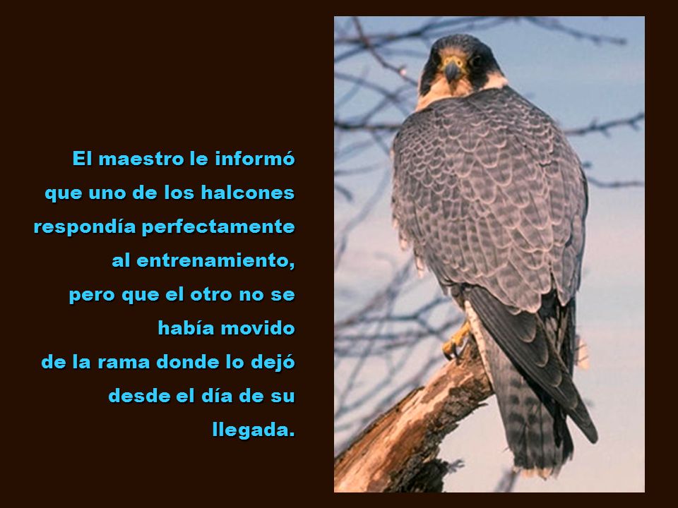 El maestro le informó que uno de los halcones. respondía perfectamente. al entrenamiento, pero que el otro no se había movido.