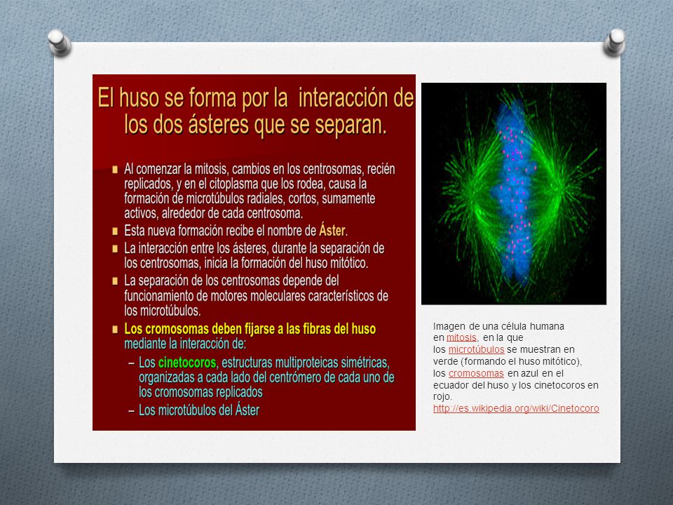 Imagen de una célula humana en mitosis, en la que los microtúbulos se muestran en verde (formando el huso mitótico), los cromosomas en azul en el ecuador del huso y los cinetocoros en rojo.