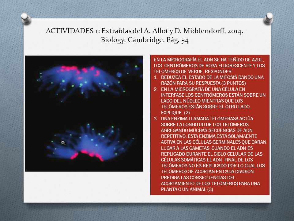 ACTIVIDADES 1: Extraídas del A. Allot y D. Middendorff, Biology