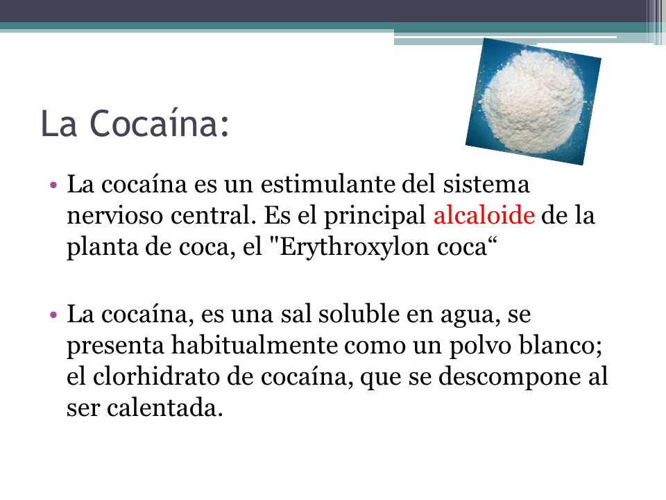 La Cocaína: La cocaína es un estimulante del sistema nervioso central. Es el principal alcaloide de la planta de coca, el Erythroxylon coca