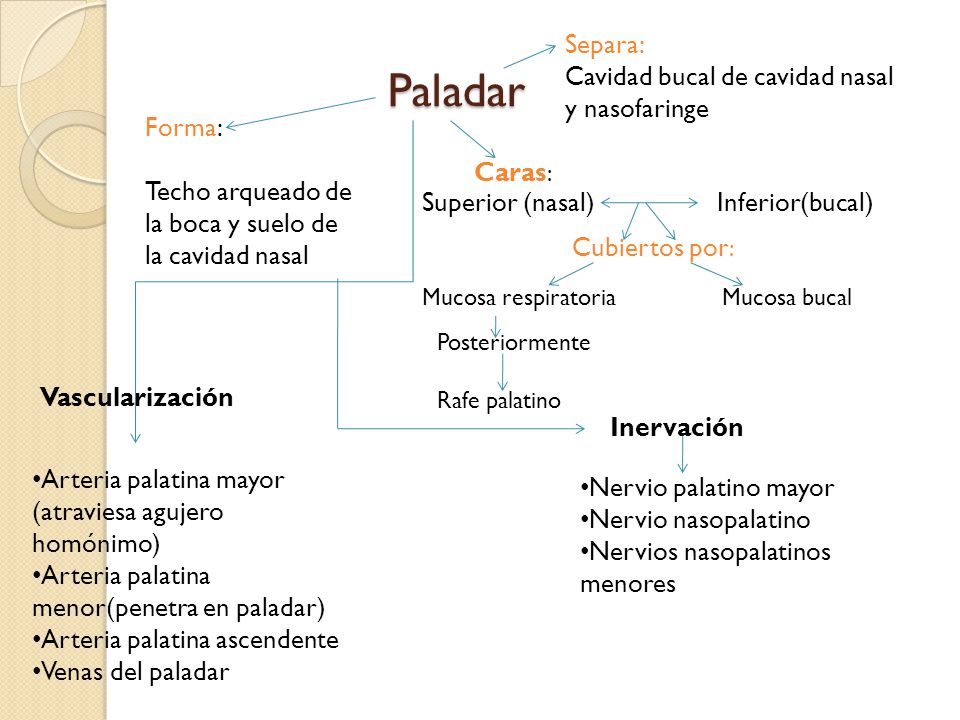 Paladar Separa: Cavidad bucal de cavidad nasal y nasofaringe Forma:
