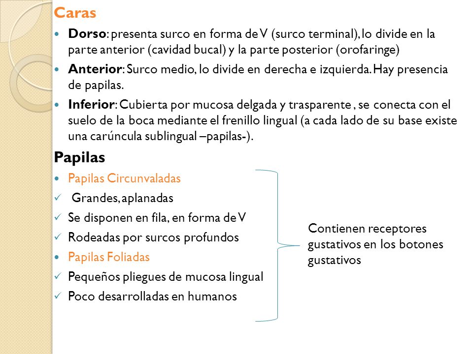 Caras Dorso: presenta surco en forma de V (surco terminal), lo divide en la parte anterior (cavidad bucal) y la parte posterior (orofaringe)