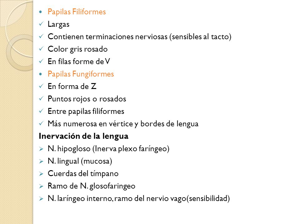 Papilas Filiformes Largas. Contienen terminaciones nerviosas (sensibles al tacto) Color gris rosado.