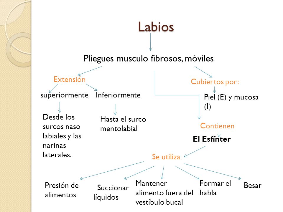 Labios Pliegues musculo fibrosos, móviles Extensión Cubiertos por: