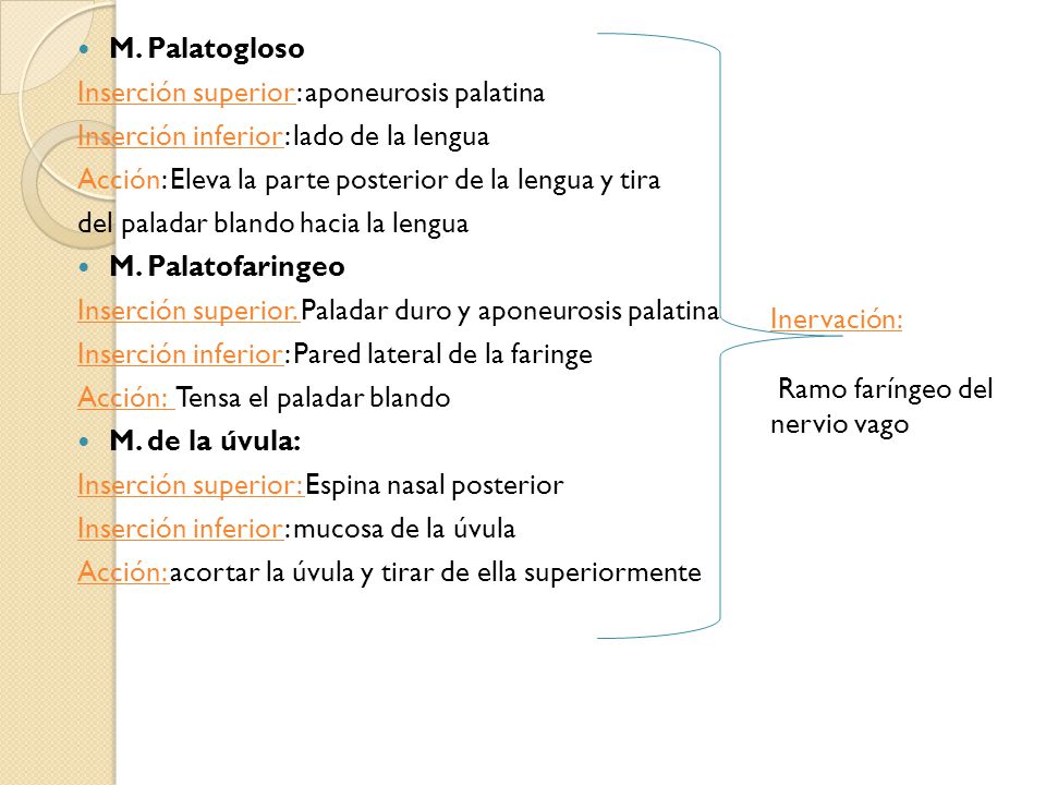 M. Palatogloso Inserción superior: aponeurosis palatina. Inserción inferior: lado de la lengua.