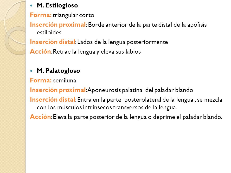 M. Estilogloso Forma: triangular corto. Inserción proximal: Borde anterior de la parte distal de la apófisis estiloides.