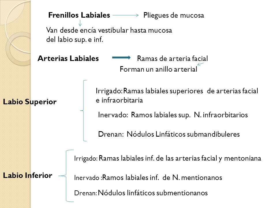 Van desde encía vestibular hasta mucosa del labio sup. e inf.