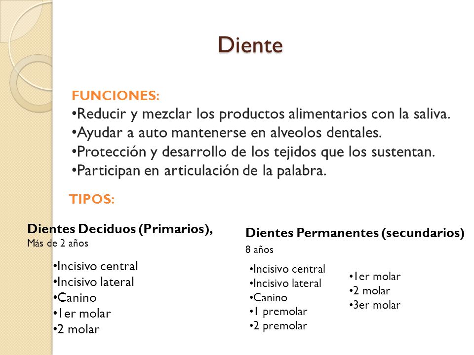 Diente Reducir y mezclar los productos alimentarios con la saliva.