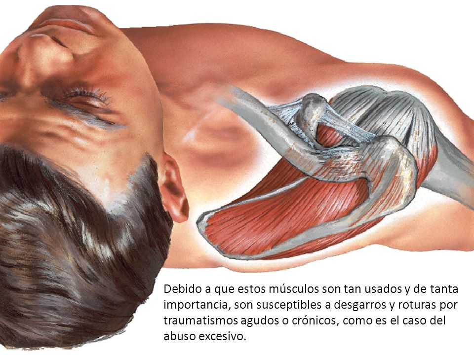 Debido a que estos músculos son tan usados y de tanta