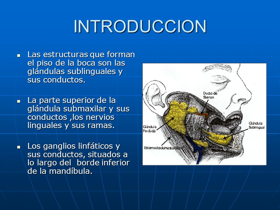 INTRODUCCION Las estructuras que forman el piso de la boca son las glándulas sublinguales y sus conductos.