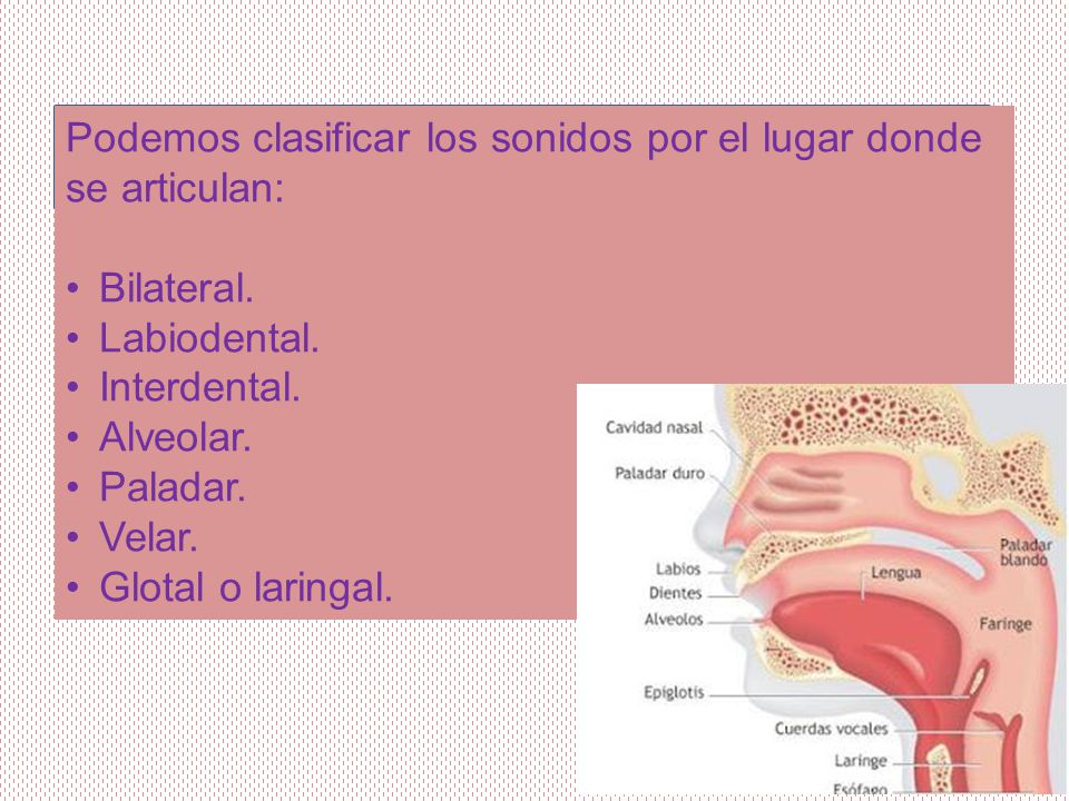 Podemos clasificar los sonidos por el lugar donde se articulan: