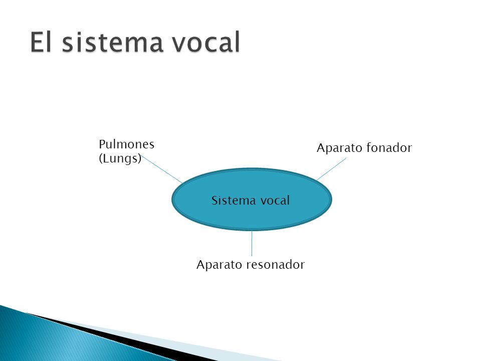 El sistema vocal Pulmones (Lungs) Aparato fonador Sistema vocal