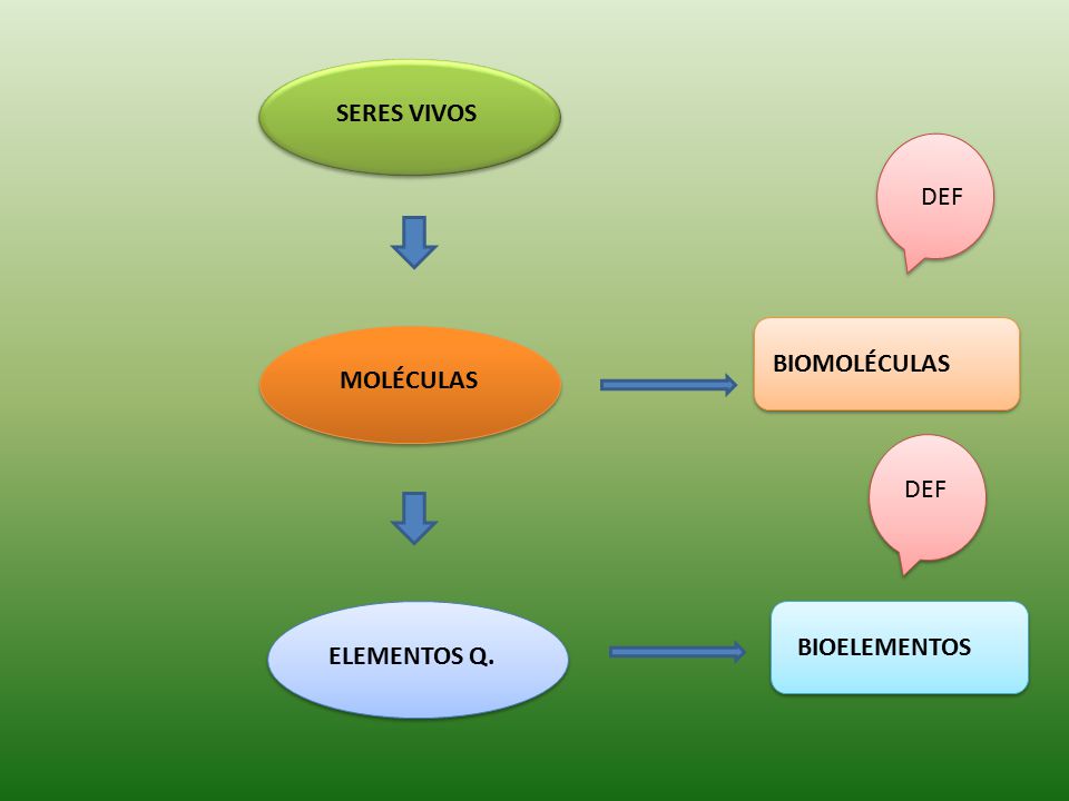 SERES VIVOS DEF BIOMOLÉCULAS MOLÉCULAS DEF BIOELEMENTOS ELEMENTOS Q.