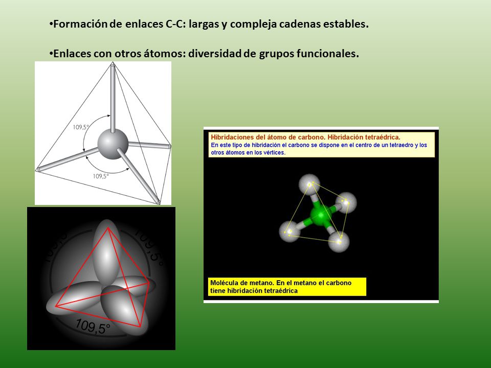 Formación de enlaces C-C: largas y compleja cadenas estables.