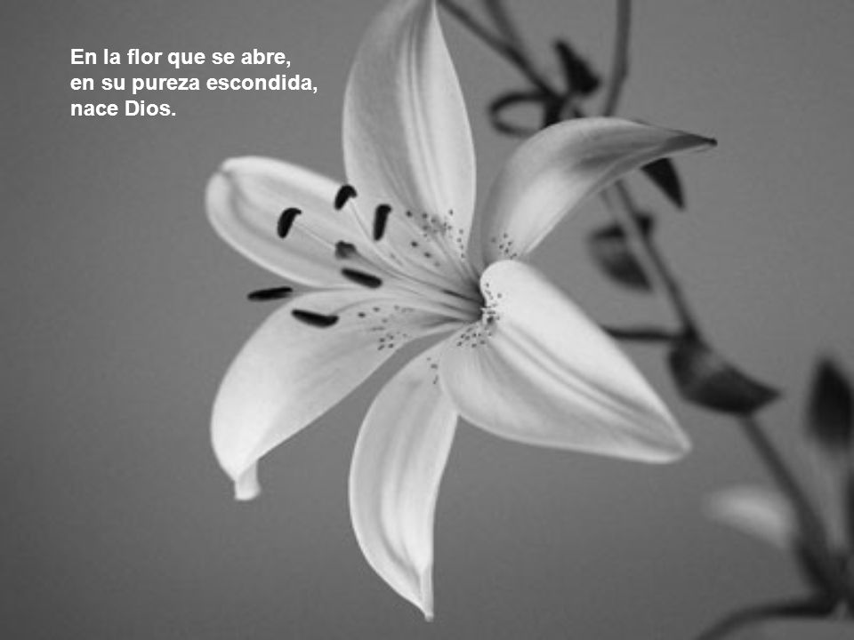 En la flor que se abre, en su pureza escondida, nace Dios.