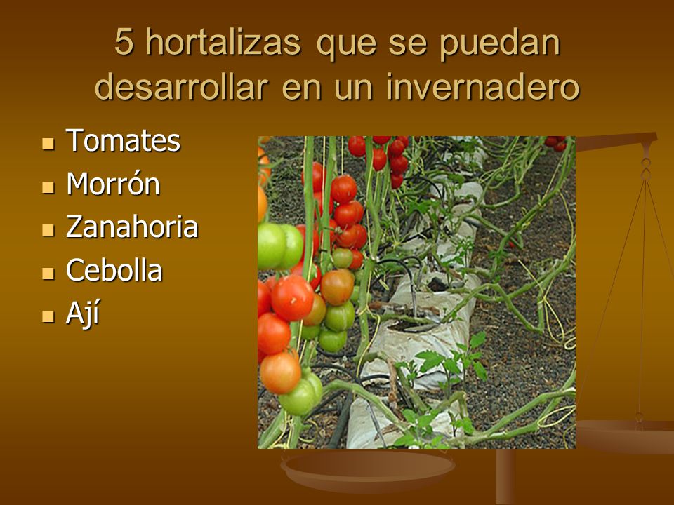 5 hortalizas que se puedan desarrollar en un invernadero