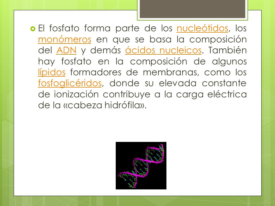 El fosfato forma parte de los nucleótidos, los monómeros en que se basa la composición del ADN y demás ácidos nucleicos.