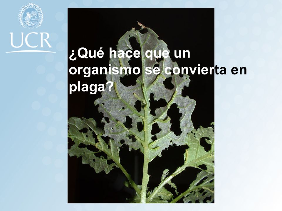¿Qué hace que un organismo se convierta en plaga