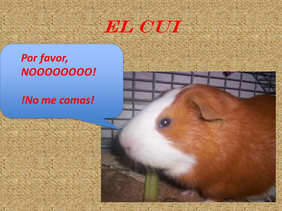 El cui Por favor, NOOOOOOOO! !No me comas!