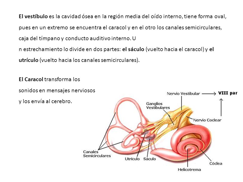 El vestíbulo es la cavidad ósea en la región media del oído interno, tiene forma oval, pues en un extremo se encuentra el caracol y en el otro los canales semicirculares, caja del tímpano y conducto auditivo interno. U
