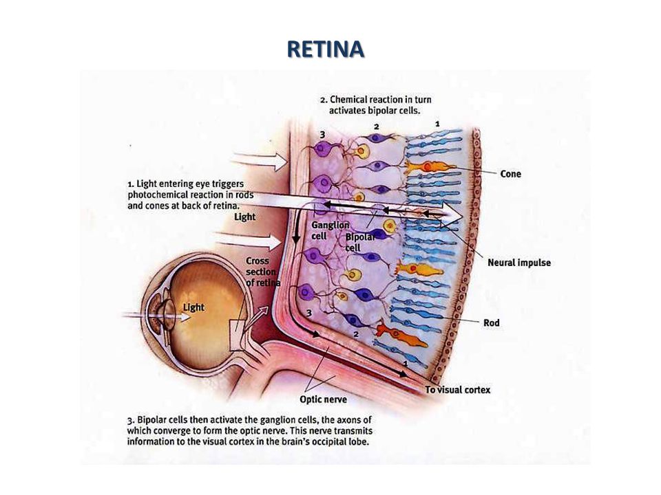 RETINA