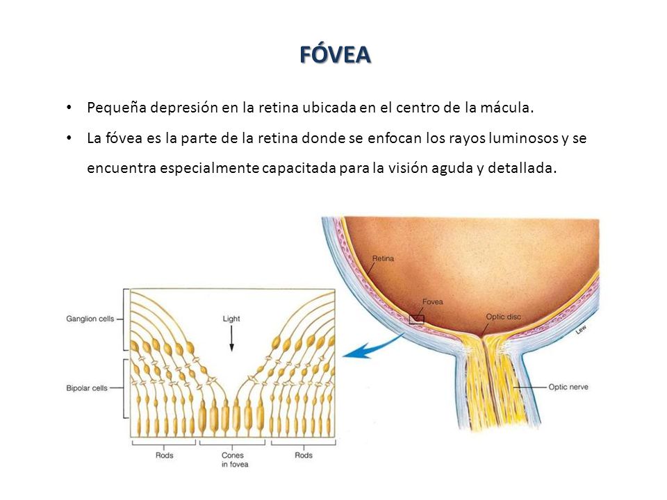 FÓVEA Pequeña depresión en la retina ubicada en el centro de la mácula.
