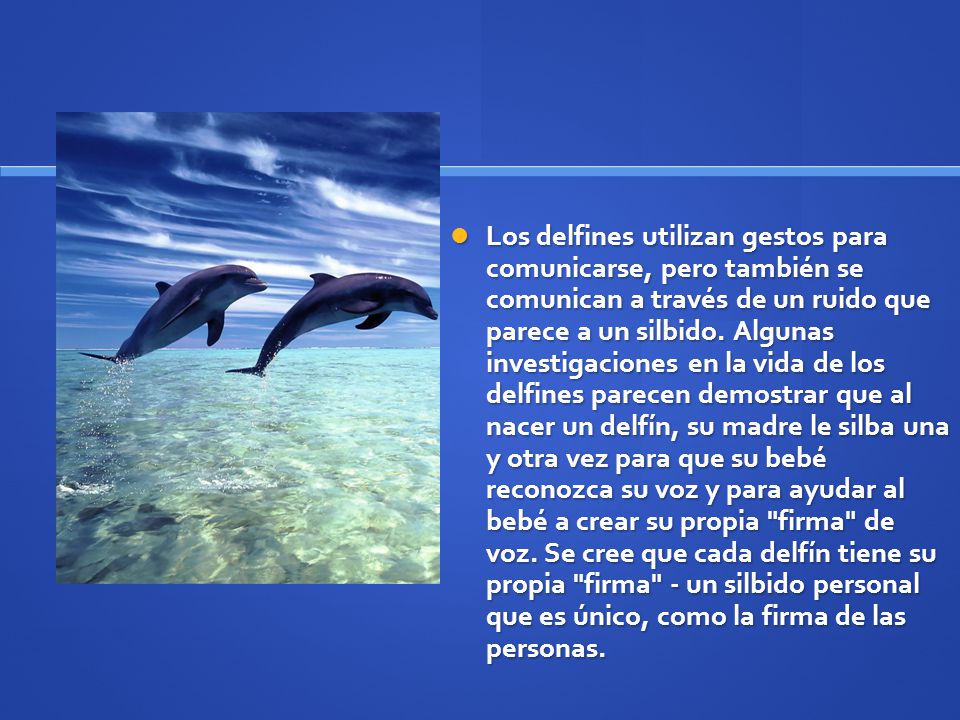 Los delfines utilizan gestos para comunicarse, pero también se comunican a través de un ruido que parece a un silbido.