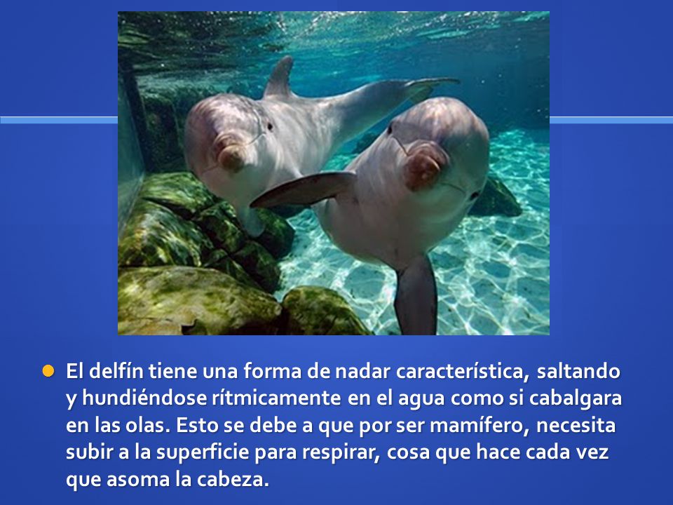 El delfín tiene una forma de nadar característica, saltando y hundiéndose rítmicamente en el agua como si cabalgara en las olas.