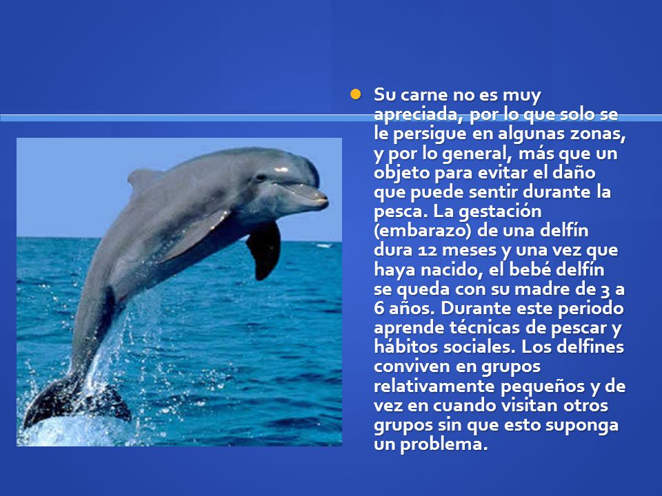 Su carne no es muy apreciada, por lo que solo se le persigue en algunas zonas, y por lo general, más que un objeto para evitar el daño que puede sentir durante la pesca.