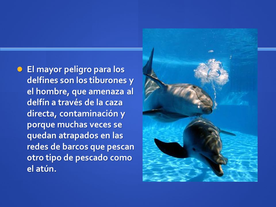 El mayor peligro para los delfines son los tiburones y el hombre, que amenaza al delfín a través de la caza directa, contaminación y porque muchas veces se quedan atrapados en las redes de barcos que pescan otro tipo de pescado como el atún.